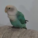 علی کرمی