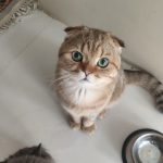 آرمین قنواتی